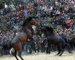 عکس/ نبرد اسب‌ها در چین