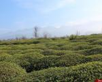 عکس/ باغات سبز چای در شهرستان «کلاچای» استان گیلان