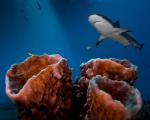 عکس/ منتخب بهترین تصاویر دنیای زیبای زیر آب