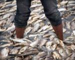 تلف شدن 12 تن ماهی قزل آلا در استخر پرورش ماهی سرپل ذهاب