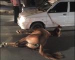 عکس/ تصادف اسب با پراید در بوشهر