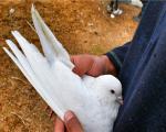 کبوتر؛ پرنده محبوب و دوست‌داشتنی مردم کشمیر+تصاویر