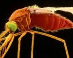 طرح محققان انگلیسی برای ریشه‌کنی مالاریا با نازا کردن پشه‌های ناقل