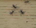 نادرترین مورچه دنیا در یک خانه قدیمی تهران