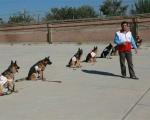 برگزاری دوره جدید آموزش سگ‌های خانگی/هر 50 خانواده ایرانی یک سگ زنده‌یاب