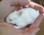 خرگوش کوچولو من،ده روزشه