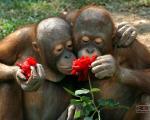 عکس/ حیوانات در حال بوییدن گل