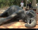 اعتراض هزاران نفر از مردم کامبوج در مرگ دردناک یک فیل + عکس