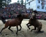 عکس/ نبرد خونین اسب‌ها در چین