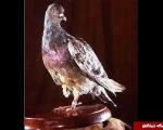 این کبوتر جان 194 نفر را نجات داده است