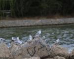 مرغان دریایی در زاینده رود