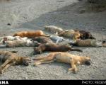 سگ‌کشی گسترده در تبریز! + عکس