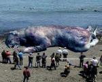 عکسی که در فضای مجازی منتشر شده است: موجود عجیب در ساحل چالوس!