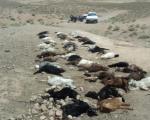 حمله گرگ ها باعث تلف شدن 52 گوسفند در آغل شد