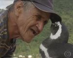 پنگوئنی که هر سال 8 هزار کیلومتر را برای دیدن یک پیرمرد طی می‌کند/قدرشناسی یک حیوان