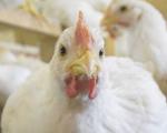 پرورش دهندگان مرغ صنعتی در مازندران فاصله جوجه ریزی را رعایت کنند
