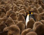 عکس/ دنیای زیبای پنگوئن‌ها