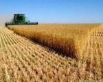 پیش بینی خرید 9 میلیون تنی گندم از كشاورزان در سال زراعی جاری