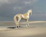 عکس/ تصویری از زیباترین و گرانترین اسب دنیا