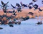 46 گونه پرنده آبزی در ایلام شناسایی شد