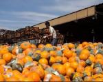 امحای پرتقال فاسد مربوط به اتحادیه باغداران مازندران است/ضایعات پرتقال كمتر از 10 درصد