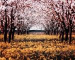 عکس شکوفه‌های بهاری با کیفیت بالا