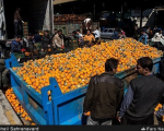 فاسد شدن پرتقال شب عید در انبارها