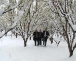 سرما بیش از سه هزار میلیارد ریال به باغ های استان اردبیل خسارت زد