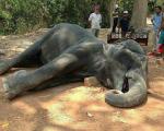 مرگ غم انگیز یک فیل در معبدی در کامبوج