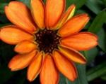 اولین گلی که در فضا شکفت!/توئیت تاریخی فضانورد آمریکایی از یک گل آهاری نارنجی