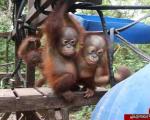 مدرسه میمون ها در اندونزی ! + تصاویر