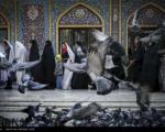 انتخابات هفتم اسفند؛ پیروزی ملت ایران در بهار سیاسی