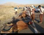کشته شدن 13 نفر شتر در تصادف با خودرو
