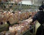 طرح تولید، کشتار و عرضه مرغ با وزن مناسب در اصفهان اجرا می شود