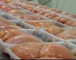 سردخانه های مازندران به دلیل تولید مازاد مرغ، جا ندارد