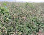 خسارت 279 میلیارد ریالی سرما به محصولات کشاورزی استان بوشهر