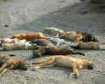 سگ‌کشی گسترده در تبریز!+عكس