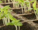 ۵ راه محیط دوستانه برای کاشت دانه گل و گیاه در خانه