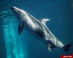 لحظه باورنکردنی به دنیا آمدن دلفین + فیلم و تصاویر
