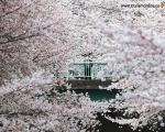 آغاز یک روز کاری با تماشای شکوفه های گیلاس در توکیو