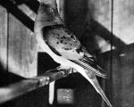 عکس/آخرین کبوتر وحشی دنیا