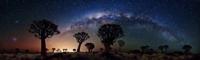 کهکشان راه شیری بر فراز درخت‌های نادر روی زمین/عکس روز ناسا